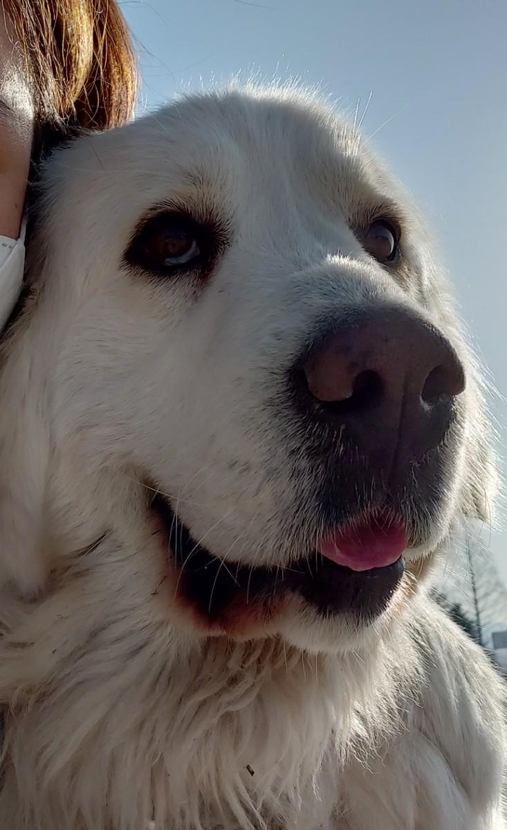 Great Pyrenees Tmartn Dog 120) 밀레 키즈 누빔 패딩자켓 점퍼 브랜드