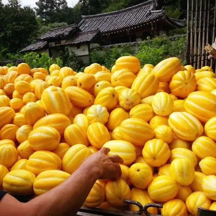 성주 참외 특별세일 산지직송 친환경명품참외 농민직거래