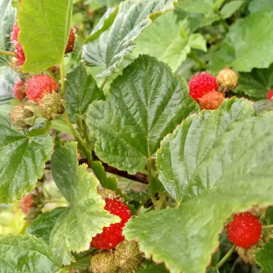 과수원 매매합니다.