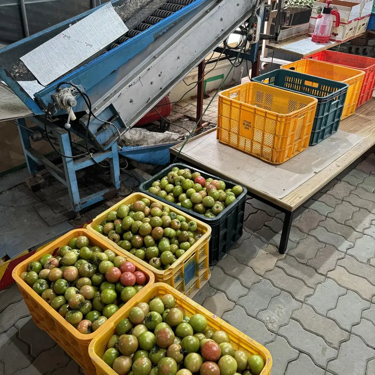 부산 대저 짭짤이 토마토 2.5K M사이즈 24000원 무료배송