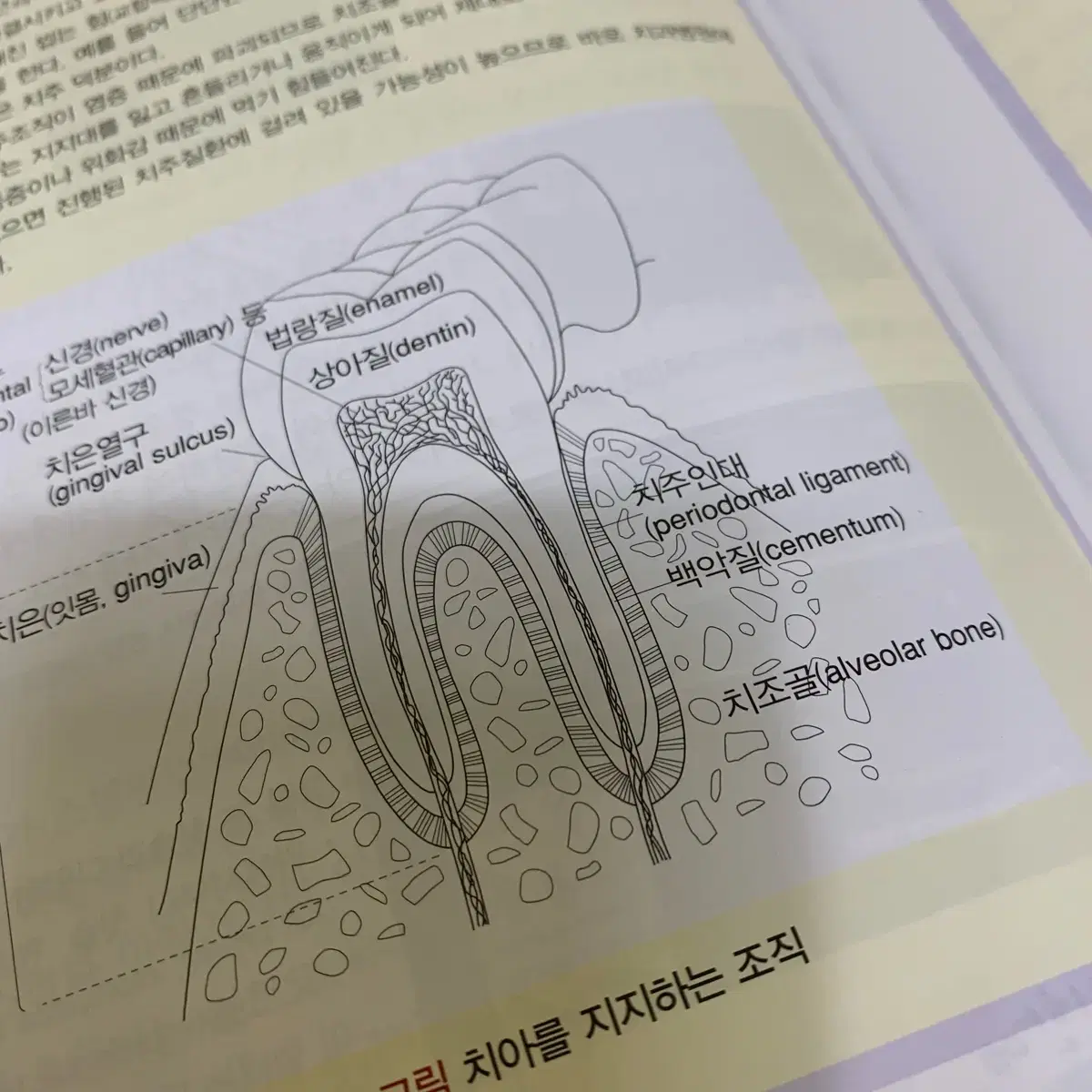 치위생 교육학