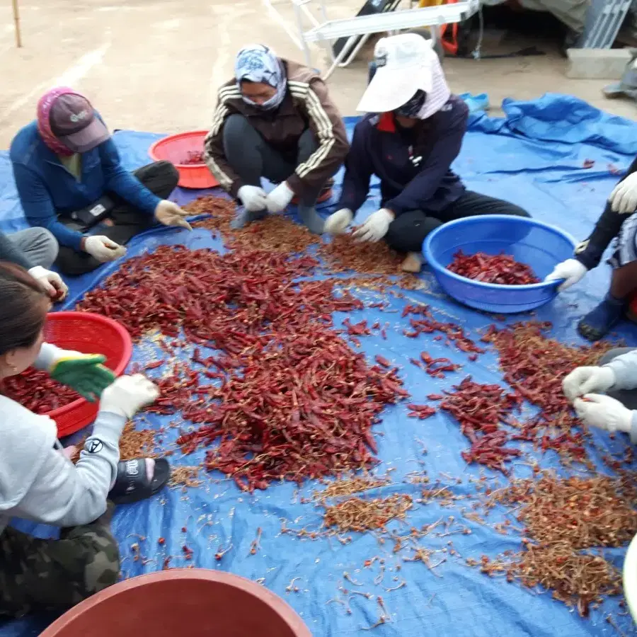 2024년 상하농장 햇고춧가루 500g 11.000원 판매합니다