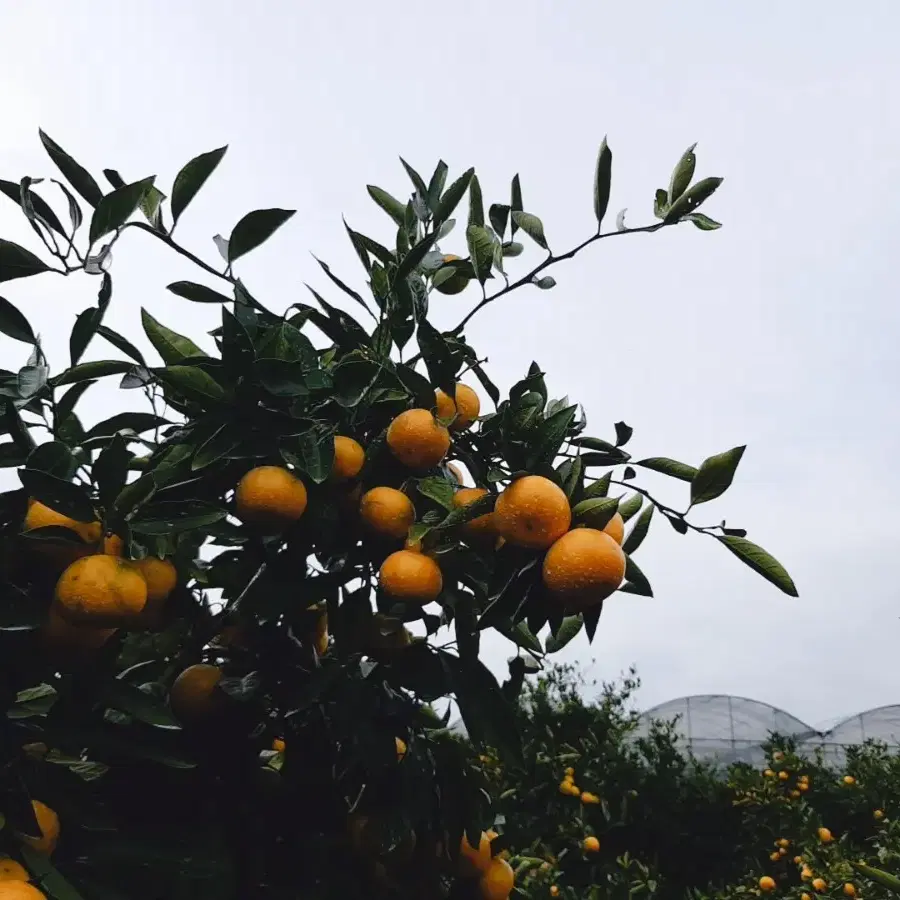 🍊40년 농사경력🍊 후기까지 맛있는 효돈감귤 택배합니다