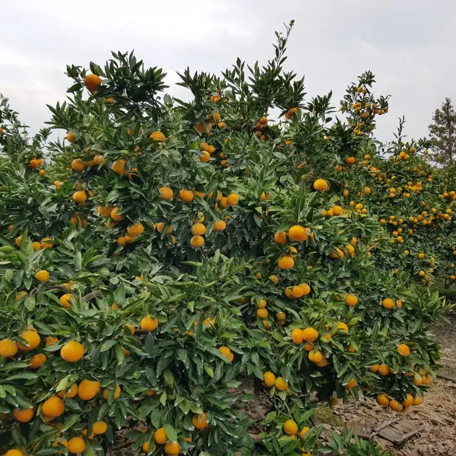 🍊40년 농사경력🍊 후기까지 맛있는 효돈감귤 택배합니다