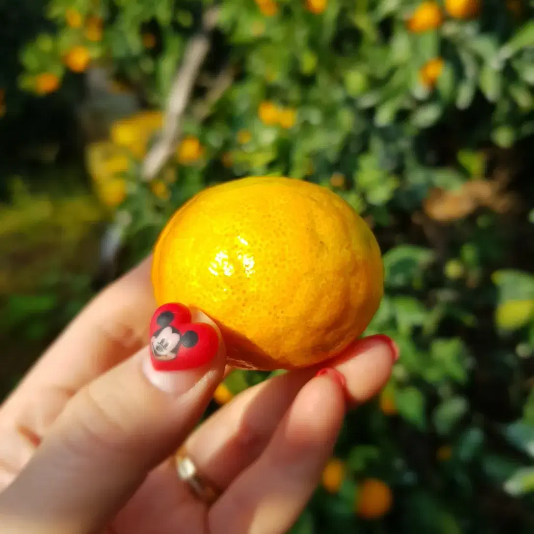 🍊40년 농사경력🍊 후기까지 맛있는 효돈감귤 택배합니다