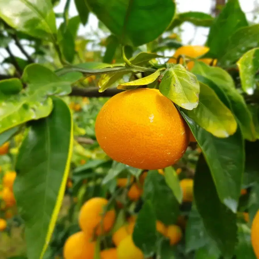 🍊40년 농사경력🍊 후기까지 맛있는 효돈감귤 택배합니다