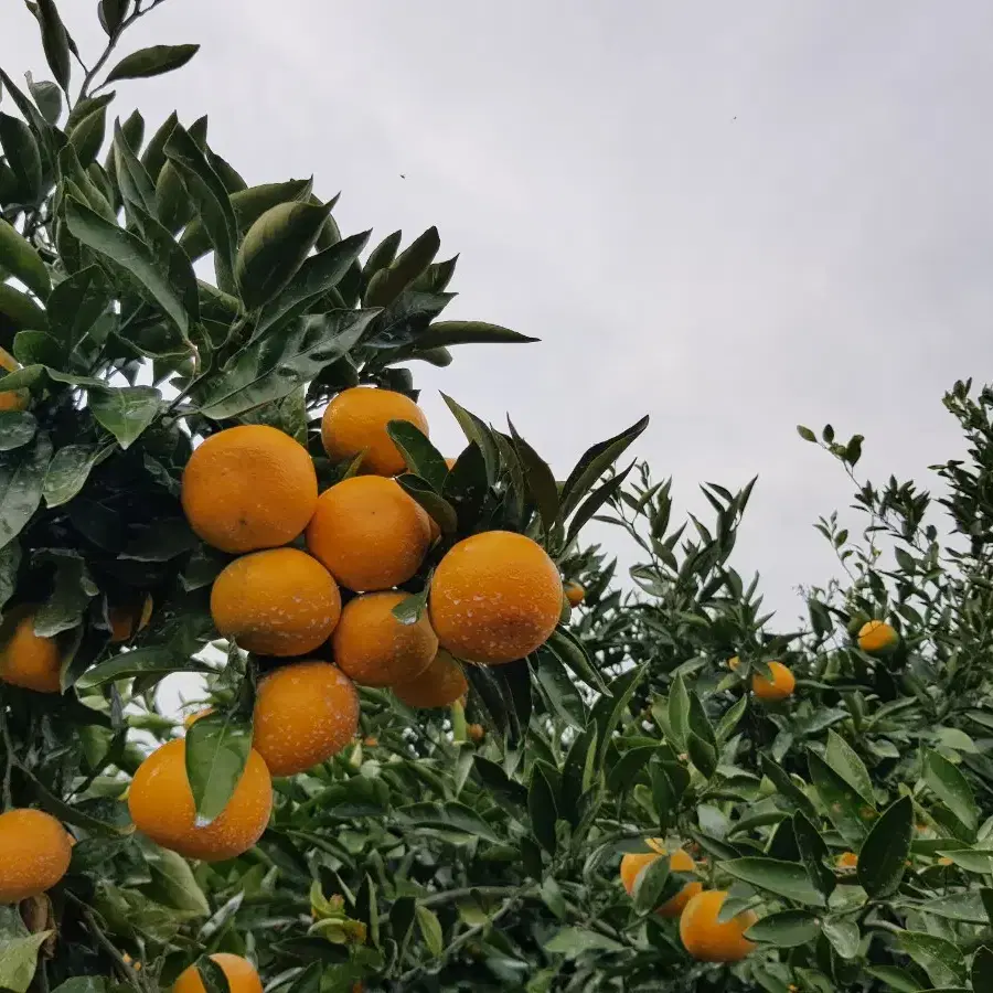 🍊40년 농사경력🍊 후기까지 맛있는 효돈감귤 택배합니다