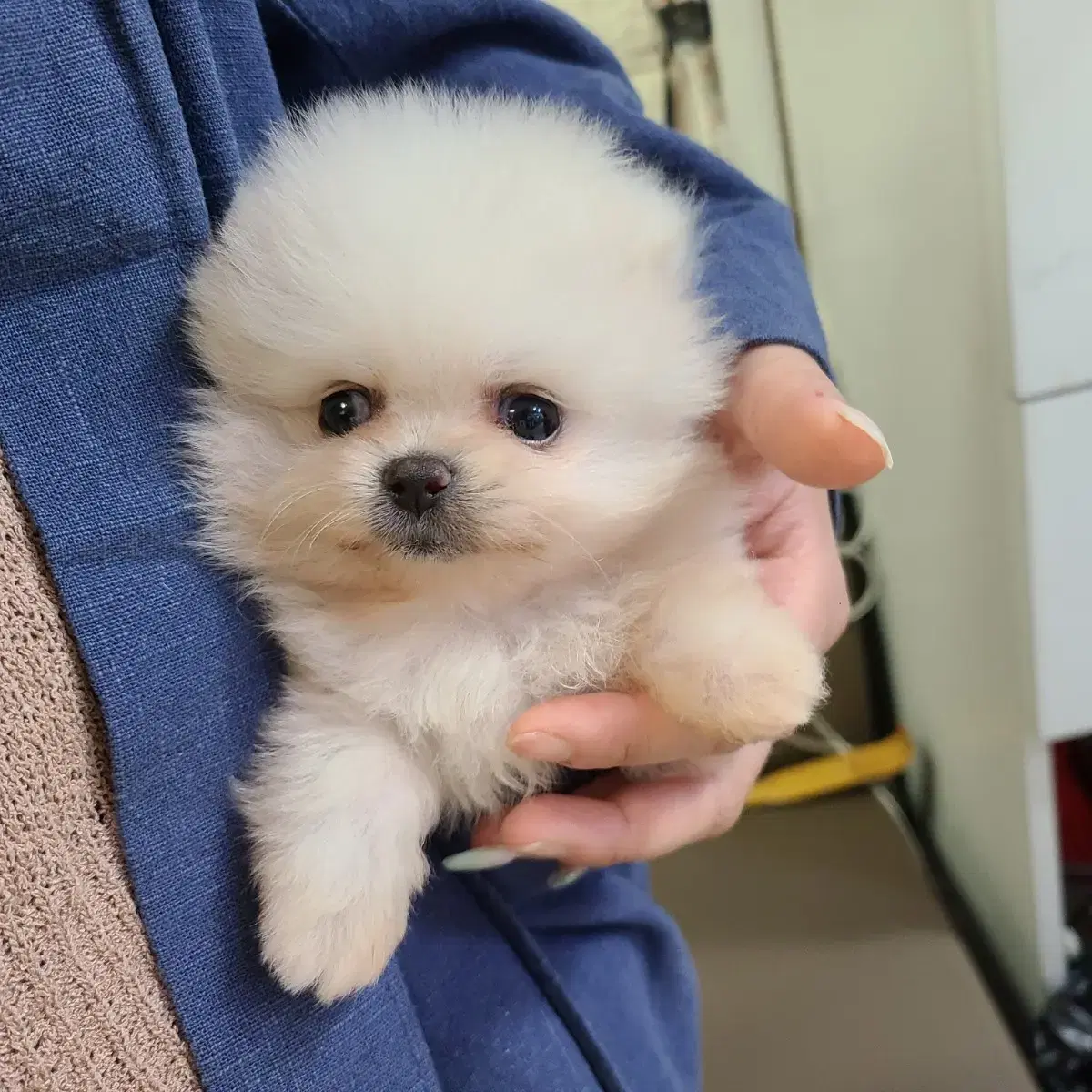 리케이 발톱깍이 애견 강아지 새끼포메귀여움자랑글