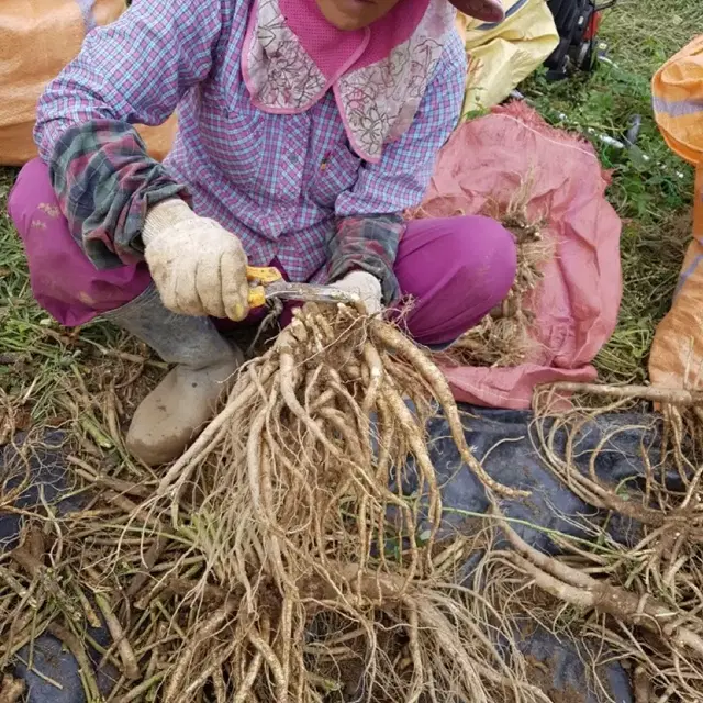 기백산 마리 토종 도라지