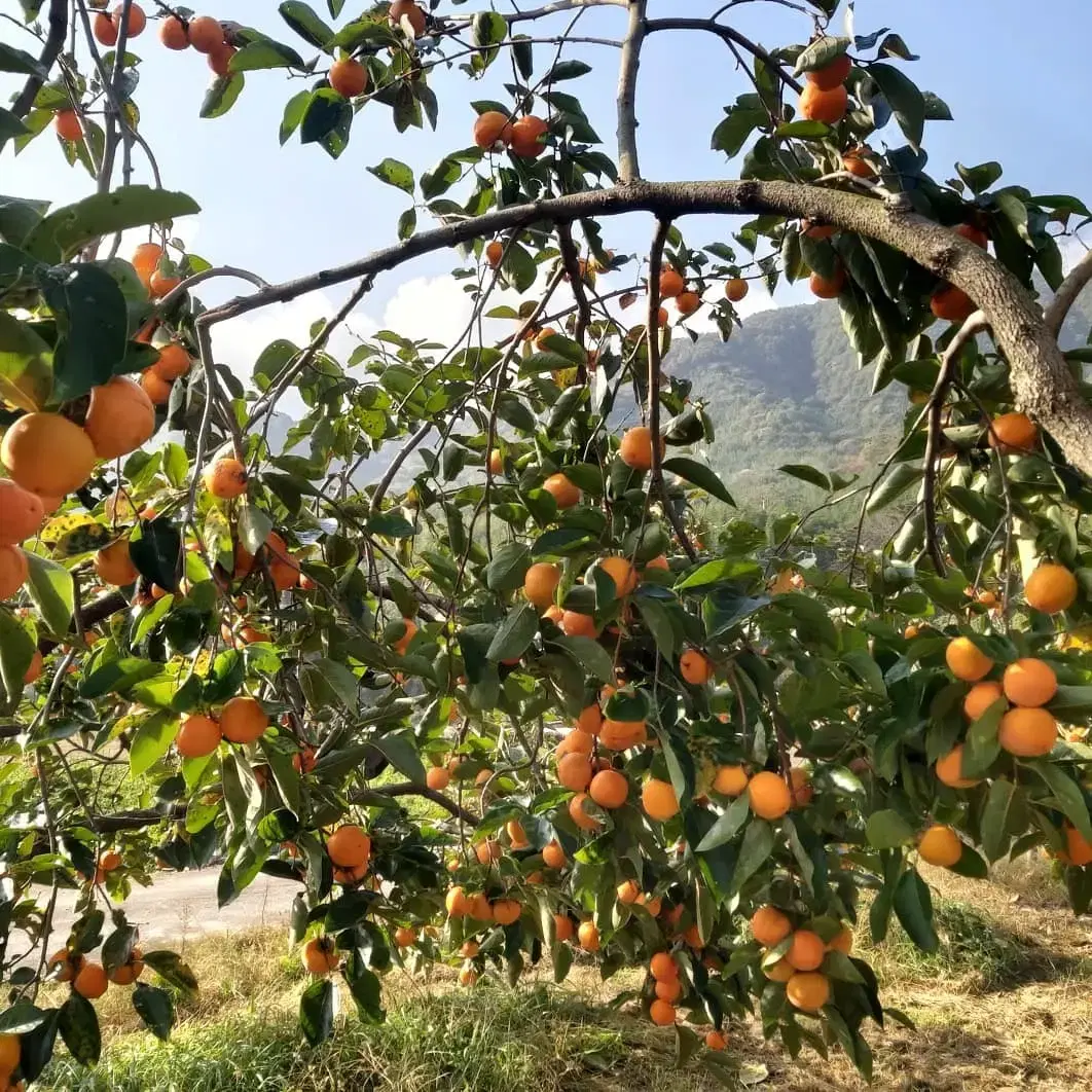 지리산 산청곶감♡