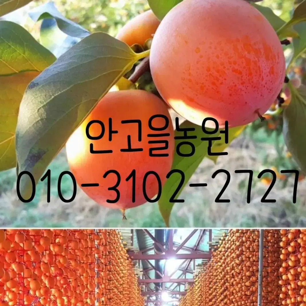 명품<상주곶감>