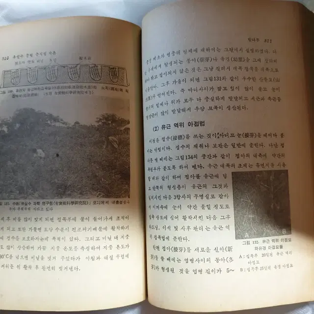 1970년대  유실수종의  새로운 유대접목법