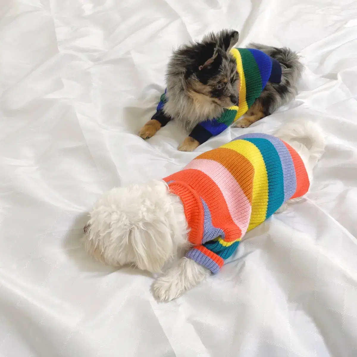 🌈강아지 무지개떡 니트가디건🌈🐾