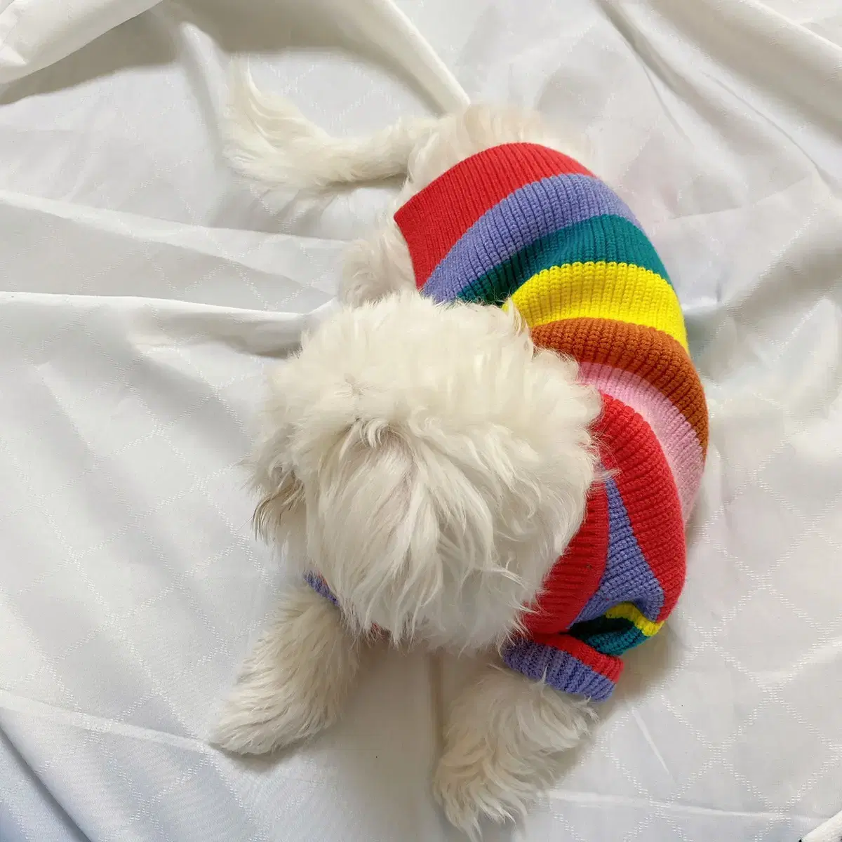 🌈강아지 무지개떡 니트가디건🌈🐾