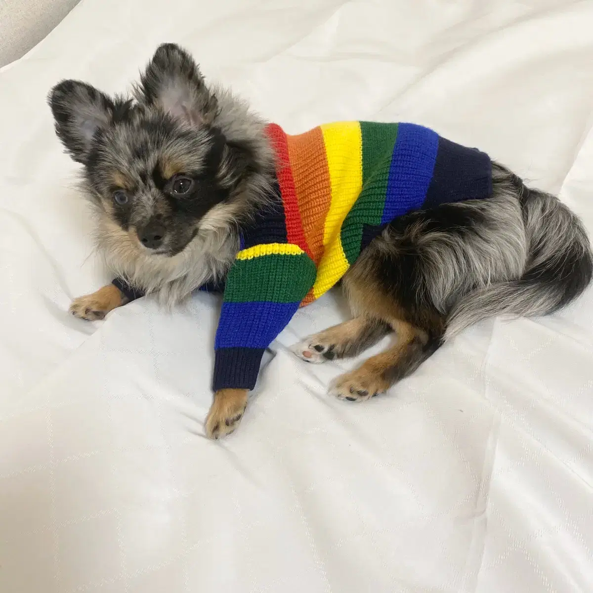 🌈강아지 무지개떡 니트가디건🌈🐾