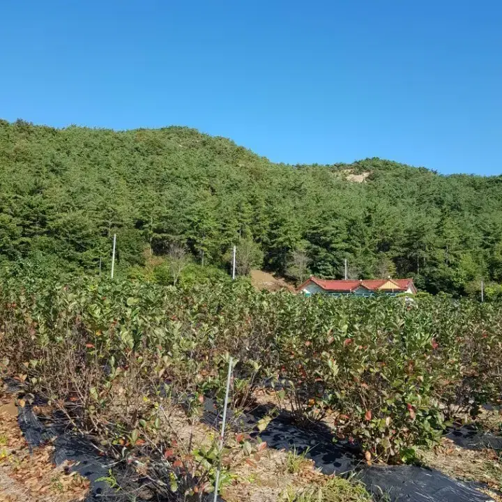 (직접농사) 아로니아(100g)가루