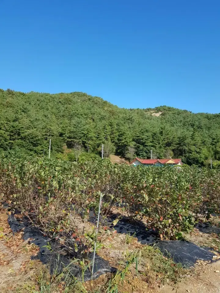 (직접농사) 아로니아(100g)가루