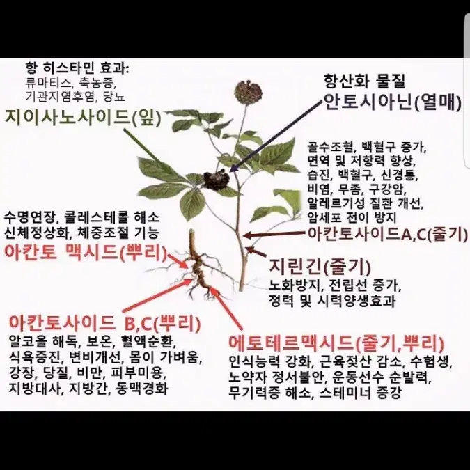 발효 오가피