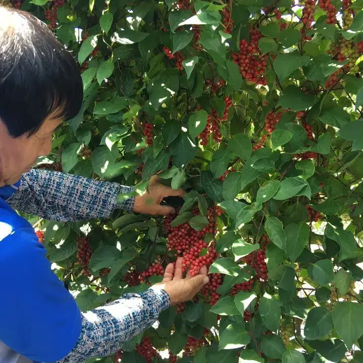 [2023년 산] 문경오미자!토박이 농부가 직접 판매합니다!