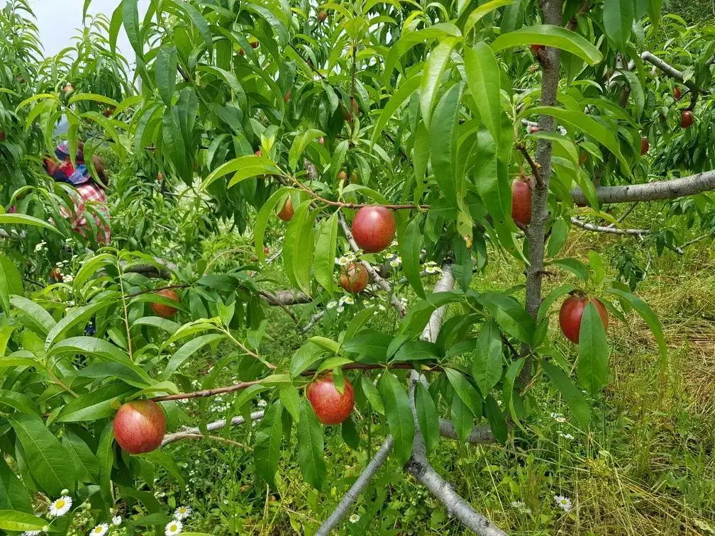 경산 신비 신선복숭아 시즌종료임박