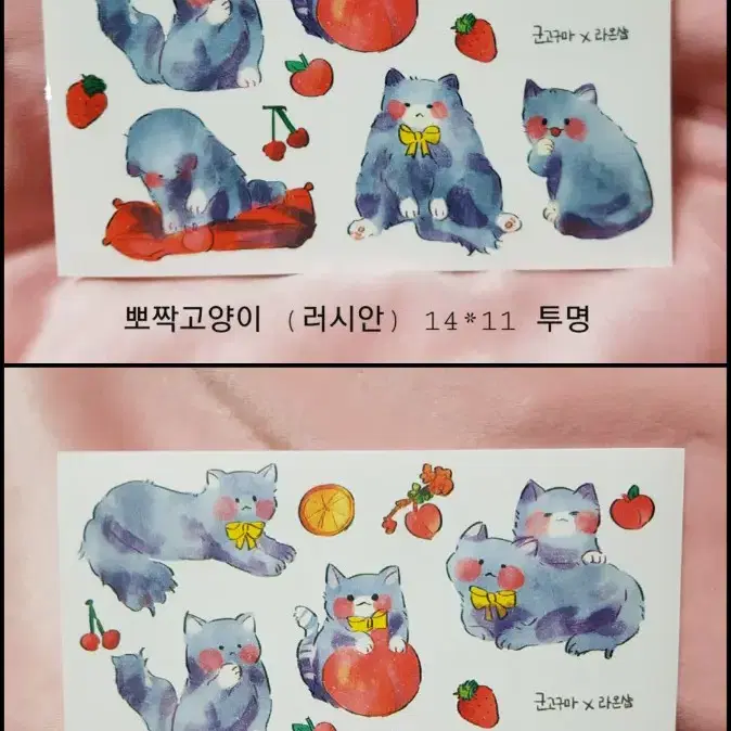 군고구마님 ) 뽀짝고양이(러시안) 인스판매