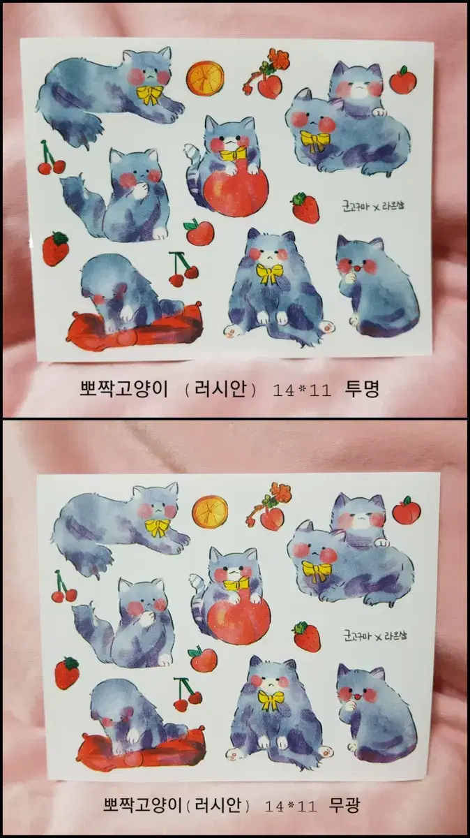 군고구마님 ) 뽀짝고양이(러시안) 인스판매