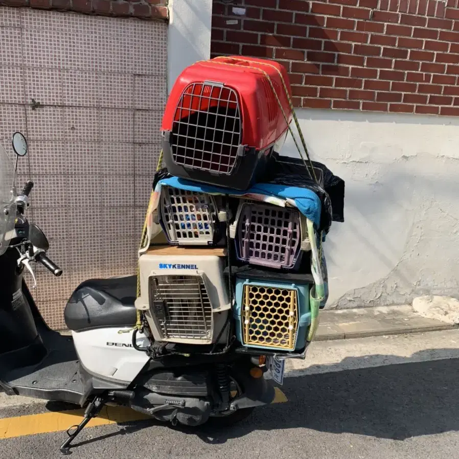 고양이 강아지 무료 망우동 개장수 주의