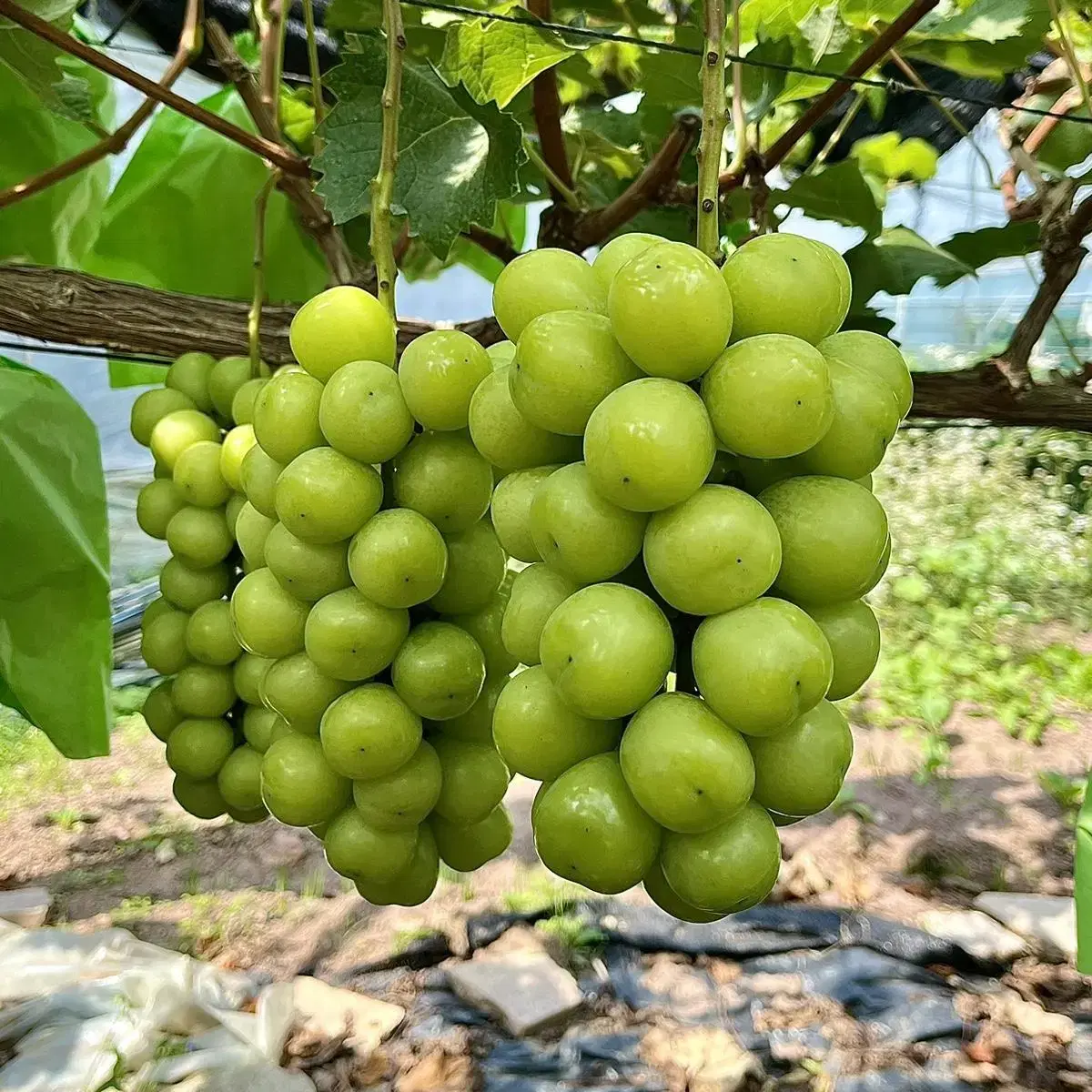 샤인머스켓 상주 팔음산 포도 고당도