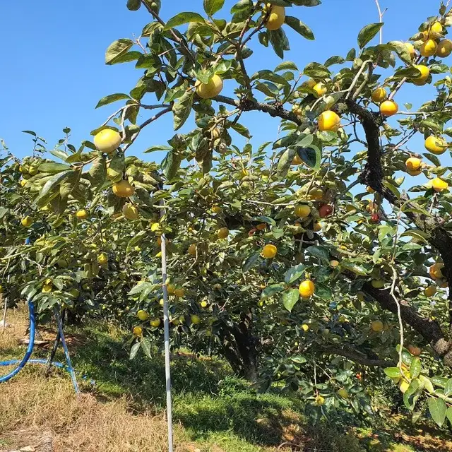 경남 부유 단감 10kg