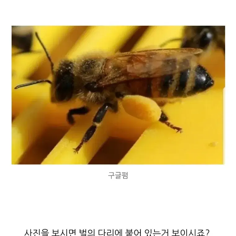 꿀벌 화분