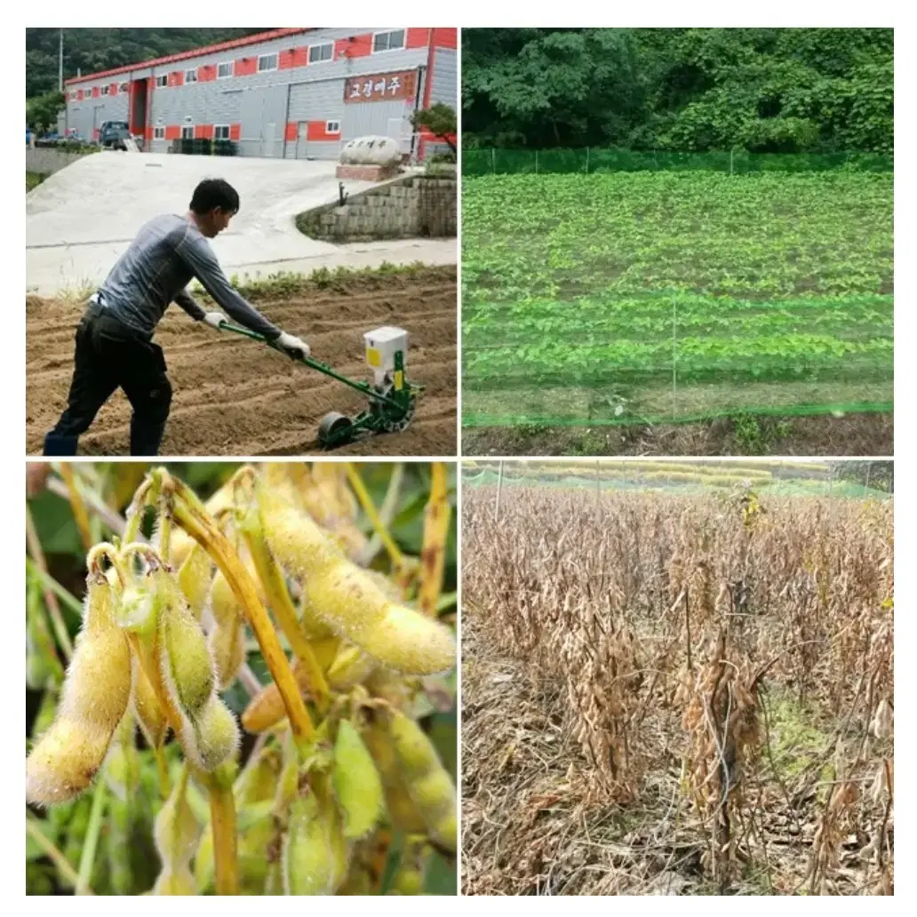 햇콩 국산콩으로 만든 전통 국산 메주