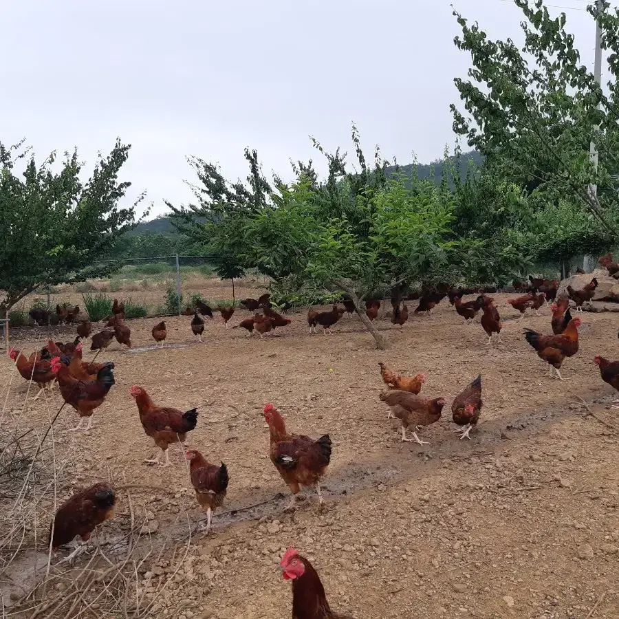 자연방사 토종닭 촌닭 암닭 장닭 전국택배