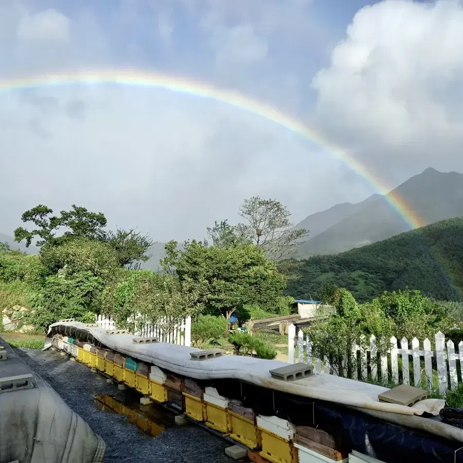 지리산 진짜 꿀 ! (판매자 직접 생산)