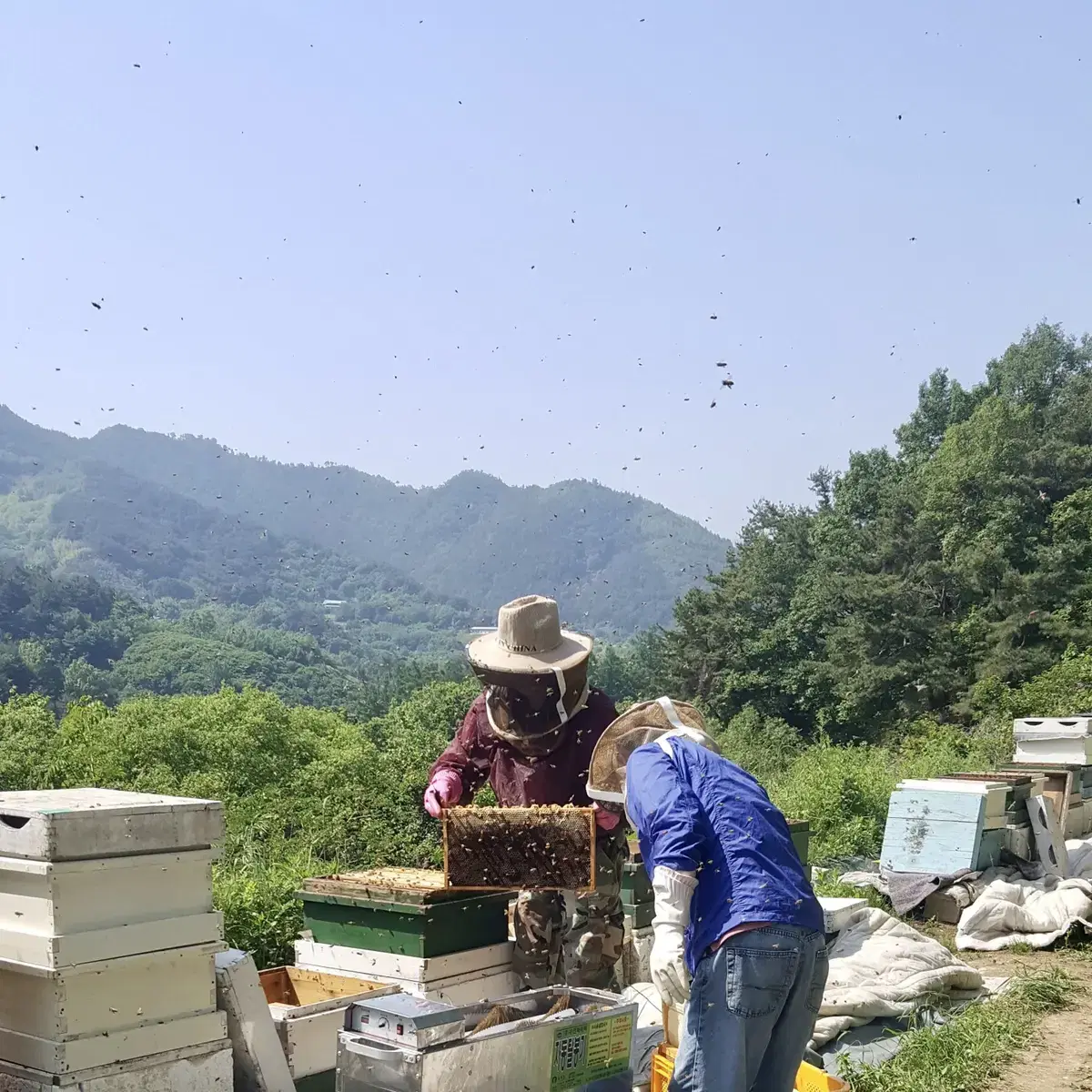 지리산 진짜 꿀 ! (판매자 직접 생산)