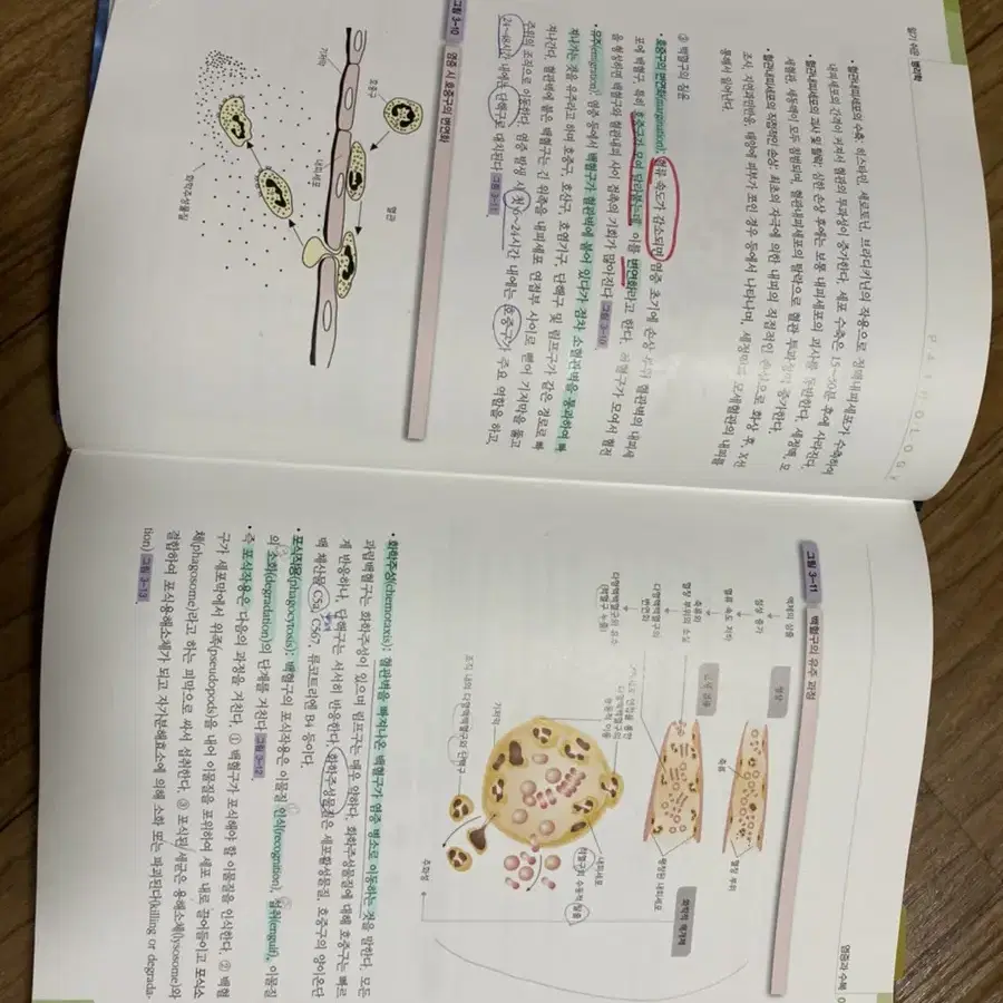 수문사 알기쉬운 병리학