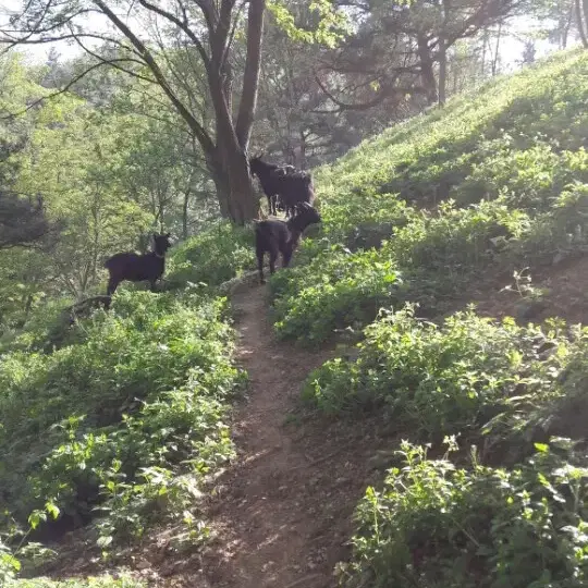 함안 칠원 방목흑염소 팝니다