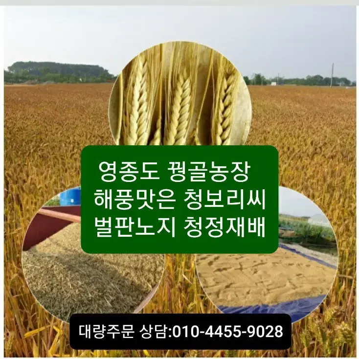 영종도 국산 삼색보리쌀 3종  찰쌀보리판매