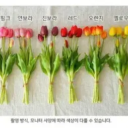 조화 튜울립 2단