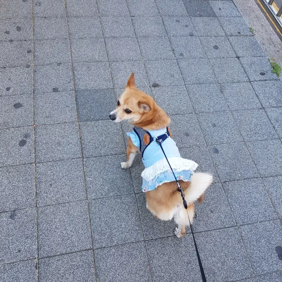 강아지 비타민 샤워기 아토젯. 강아지 아토피에 효과좋음.