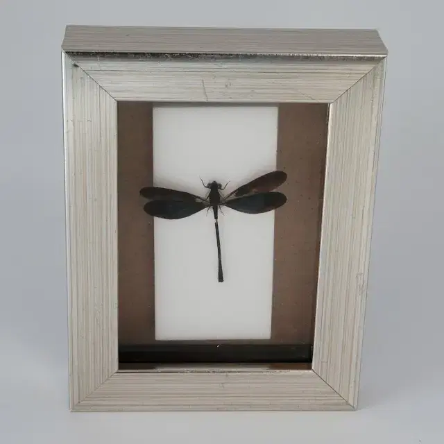 2 framed insect specimens (dragonfly)