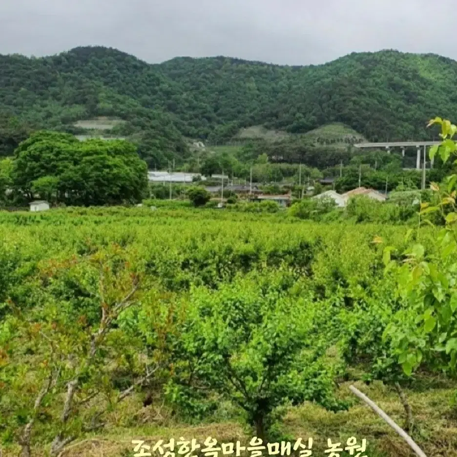 조성한옥 매실액기스 3년숙성 1.8L [원산지:국산(전라남도 보성군)]