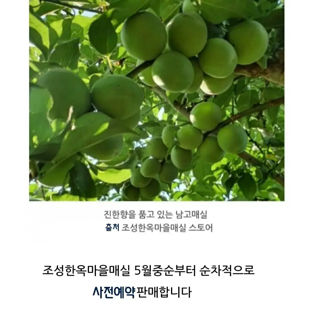 조성한옥 매실액기스 3년숙성 1.8L [원산지:국산(전라남도 보성군)]