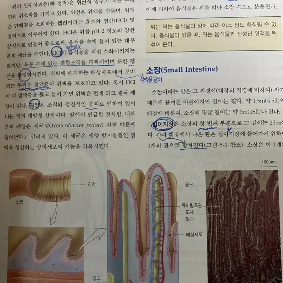 인체생물학