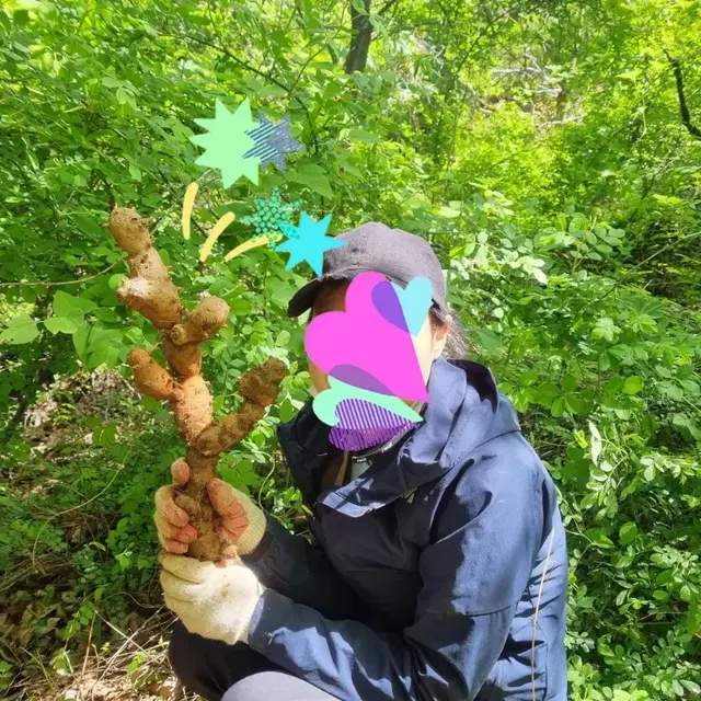 단풍마즙 고혈압 고지혈증 당뇨 이뇨작용 혈액순환 알콜분해  무릎통증