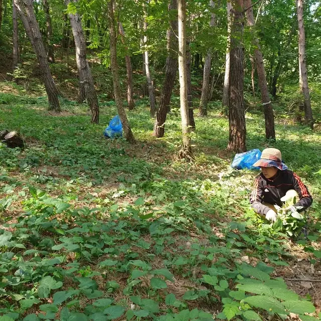 산나물의 본고장 '경북 영양' 자연산 산취나물