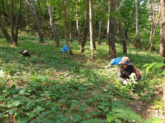 산나물의 본고장 '경북 영양' 자연산 산취나물