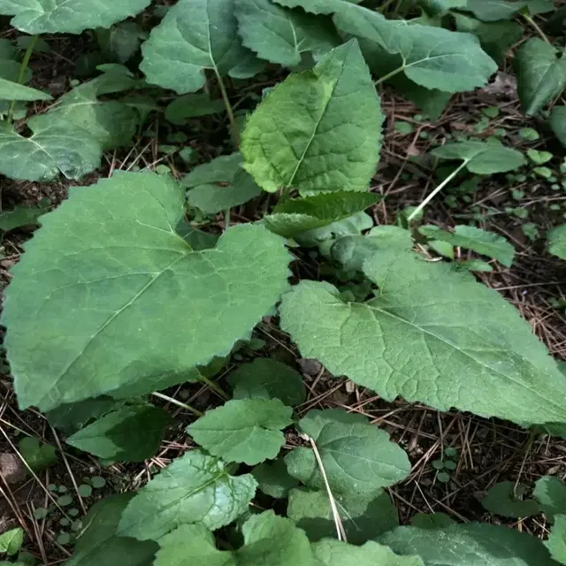 산나물의 본고장 '경북 영양' 자연산 산취나물