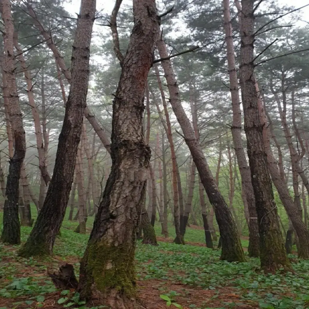 산나물의 본고장 '경북 영양' 자연산 산취나물