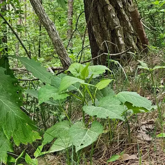 산나물의 본고장 '경북 영양' 자연산 산취나물