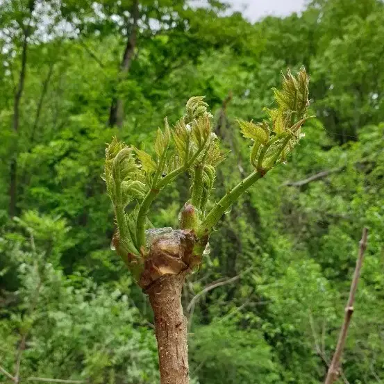 산나물의 본고장 '경북 영양' 자연산 산취나물